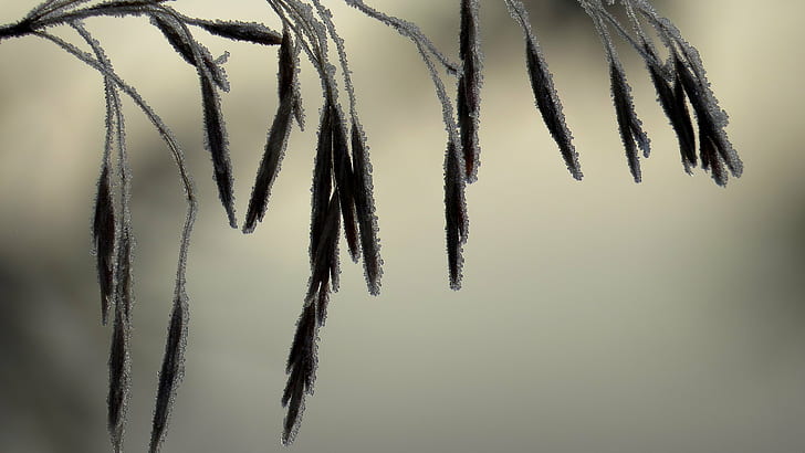 Photo of tree, Frosted, Grass, Field, 16x9, HD, Desktop, Wheat  Grain