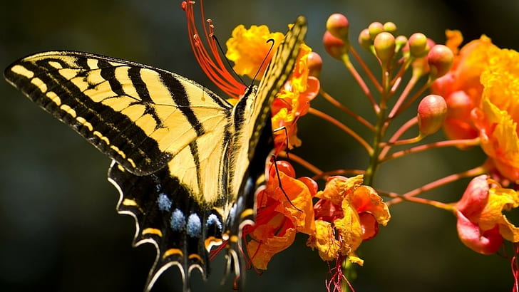 butterfly, insect, flowers, orange flowers, closeup, colorful, HD wallpaper