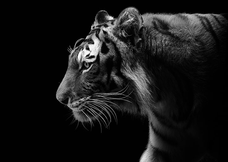 grayscale of tiger, the dark background, predator, profile, black and white, HD wallpaper
