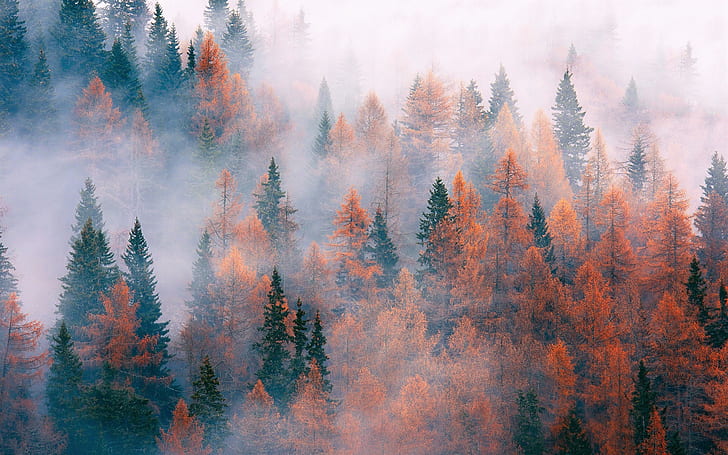 Forest, trees, fog, autumn, HD wallpaper