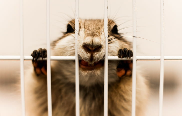 animals, cages, biting, face, pet, HD wallpaper