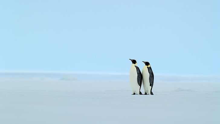 two white-and-black penguins, animals, ice, cold, iceberg, birds, HD wallpaper