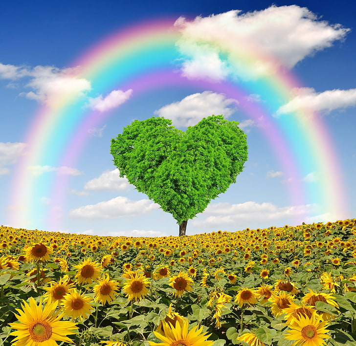 green heart tree on sunflower field, sunflowers, spring, rainbow