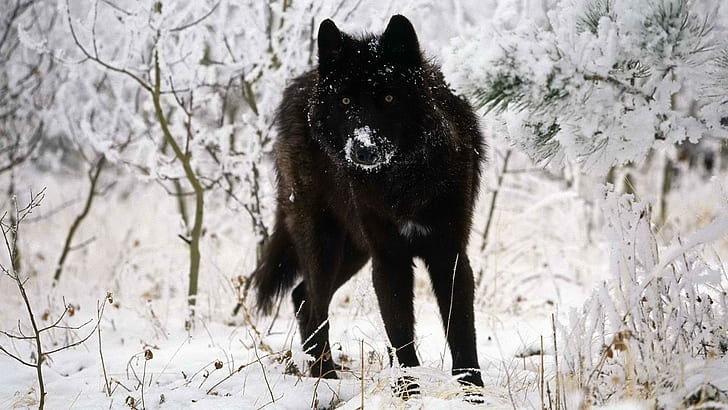 wolf, animals, snow
