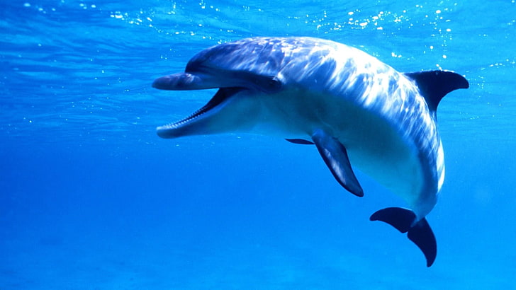 dolphin, bottlenose dolphin, water, mammal, marine biology, HD wallpaper