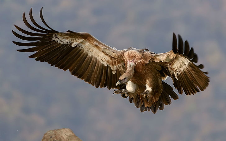 The Griffon Vulture ( Gyps Fulvus ) Is A Large Old World Vulture In The Bird Of Prey Family Accipitridae, HD wallpaper