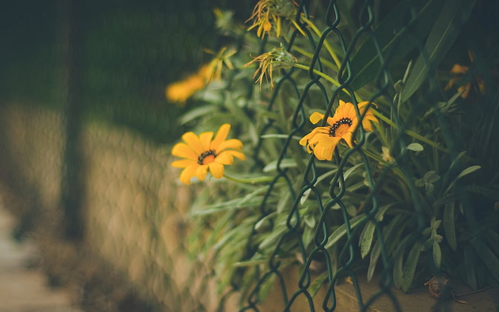 yellow and red petaled flower, flowers, fence, wall, blurred