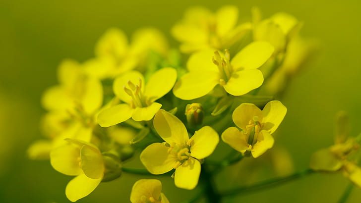 close up photo of yellow 4-petaled flowers, nature, plant, springtime