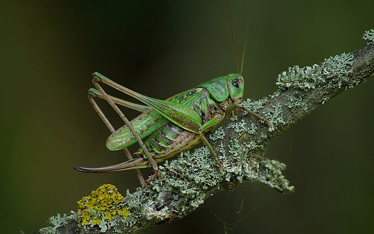 Cricket, green grasshopper, animals, 2560x1600, insect, HD wallpaper