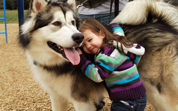 children, Alaskan Malamute, dog
