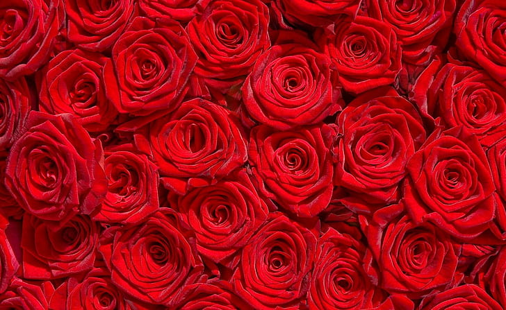 HD wallpaper: * Million roses *, bed red roses, petals, bouquet, wonderful  | Wallpaper Flare