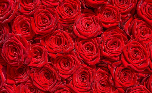 Featured image of post Bed Of Dark Roses Wallpaper Download rose images and wallpapers taking an 4k images freezing a moment reveals how rich reality truly is
