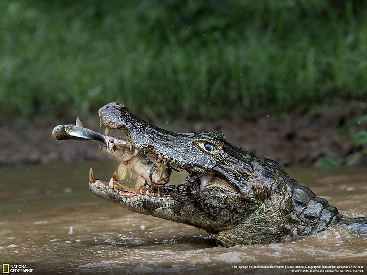 Double trapping crocodiles-2016 National Geographi.., gray crocodile, HD wallpaper