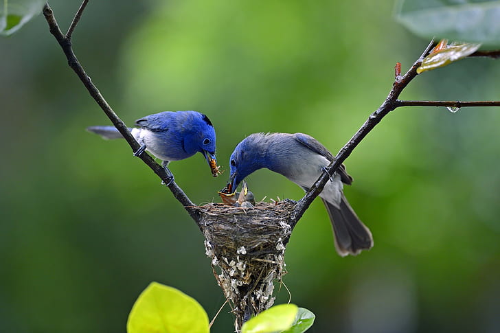 Nest Birds, branch, drop, chicks
