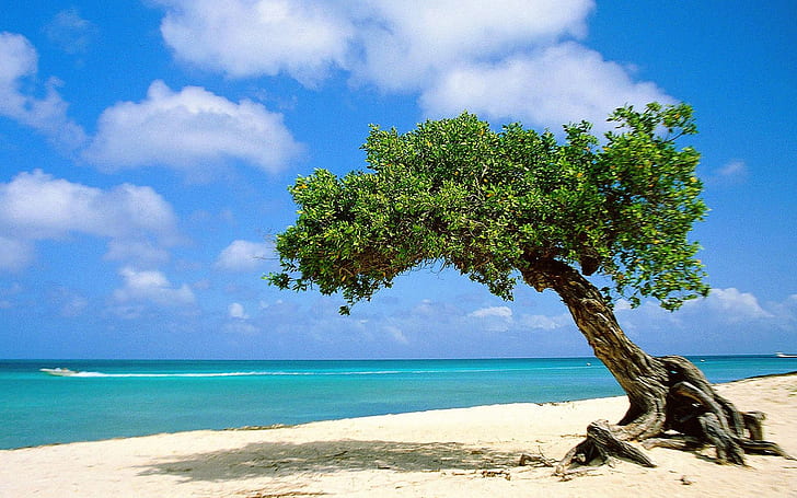 Beach beautifull divi-divi tree on beach in aruba Nature Beaches HD Art