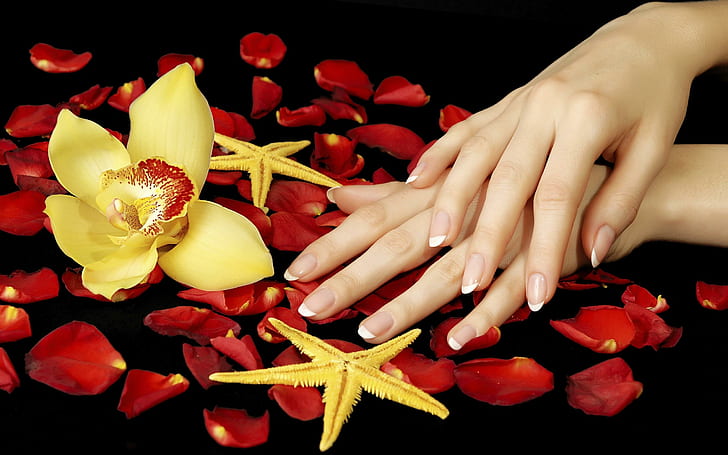 Rose Petals, lovely, romantic, beautiful, flowers, red petals, HD wallpaper