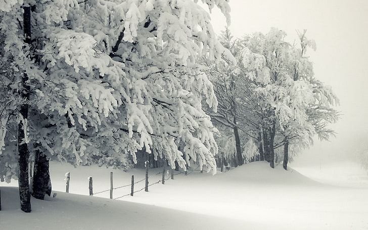 snow covered trees and fence, seasons, landscape, winter, mist
