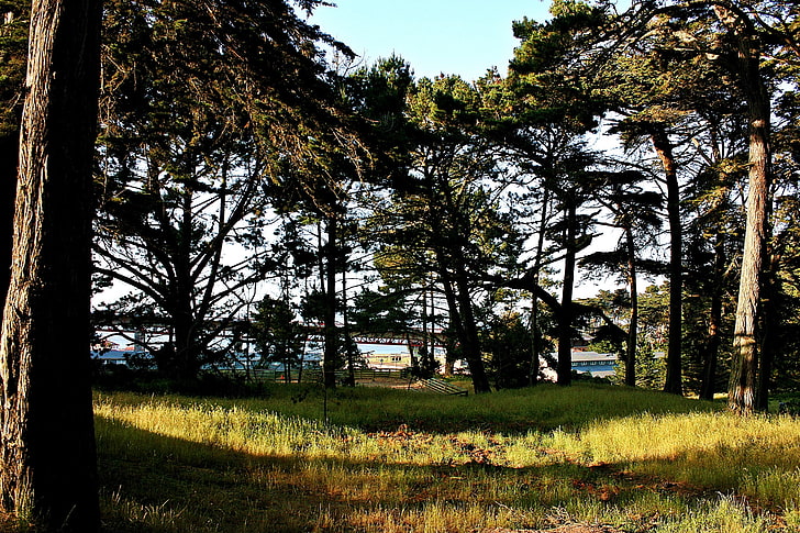 nature, landscape, forest, USA, San Francisco Bay, tree, plant, HD wallpaper