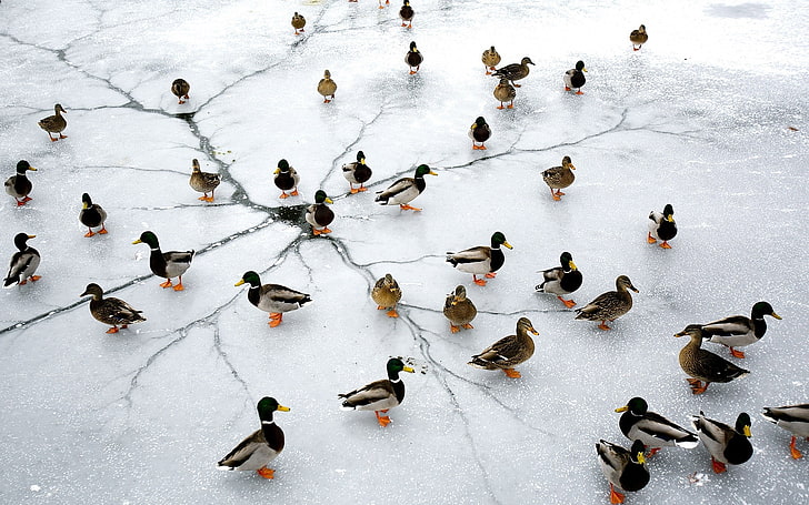 nature, ice, animals, birds, duck, lake, frozen lake, high angle view