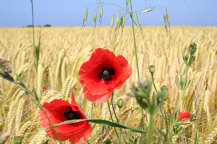 two red flowers, For the Fallen, love, landscape, german, france