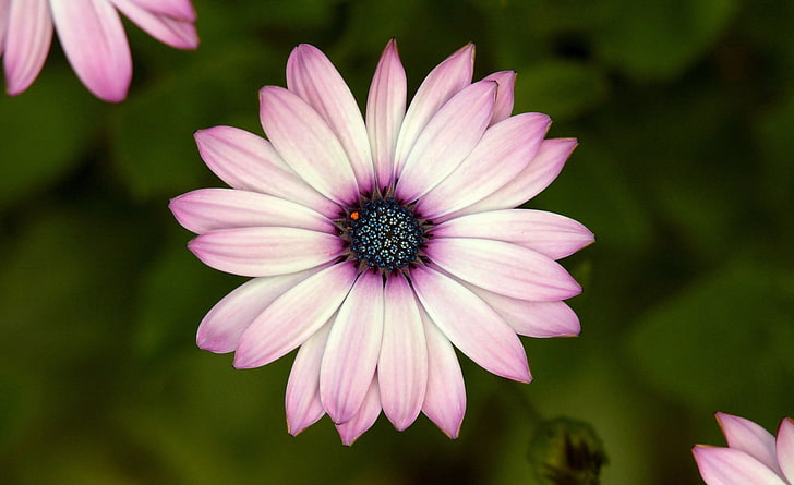 Cape Daisy, pink osteospermum flower in close-up photography, HD wallpaper
