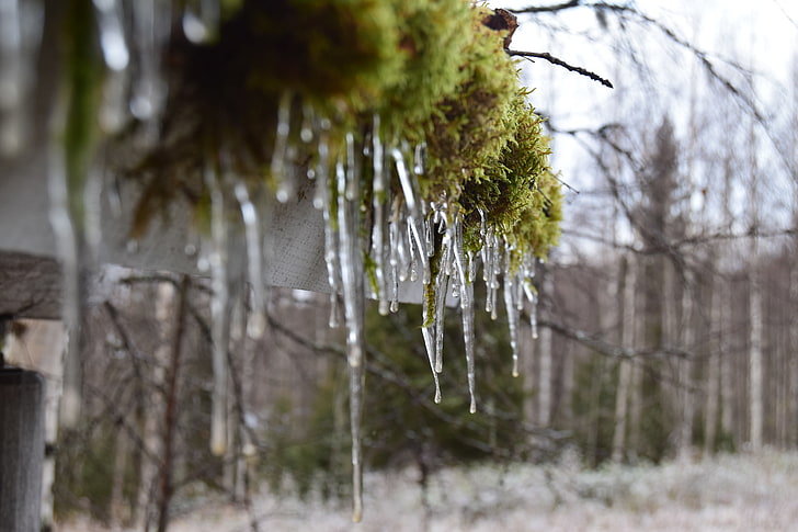 winter, ice, moss, icicle, tree, plant, cold temperature, nature