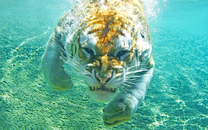 brown tiger, animals, underwater, nature, turquoise, bubbles, HD wallpaper