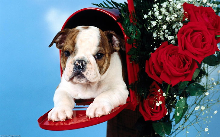 HD wallpaper: Animal, Cute, Dog, Puppy, Rose | Wallpaper Flare