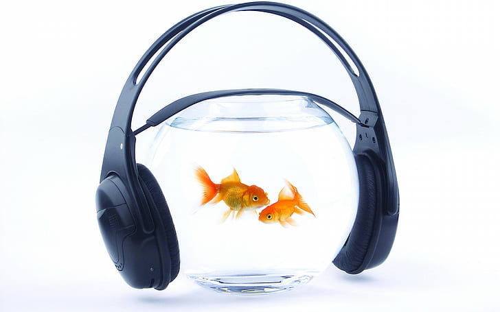 aquarium, fish, gold, goldfish, headphones, humor, music, water