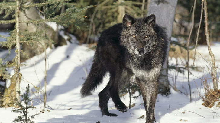 Black Gray Wolf, black wolf, spirit, mythical, pack, the pack, HD wallpaper