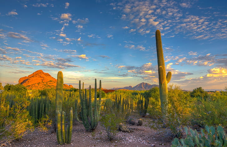 Cactus in desert, sky, clouds, Sunset, Mountain