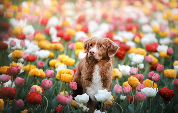 Dogs, Nova Scotia Duck Tolling Retriever, Flower, Pet, Pink Flower, HD wallpaper