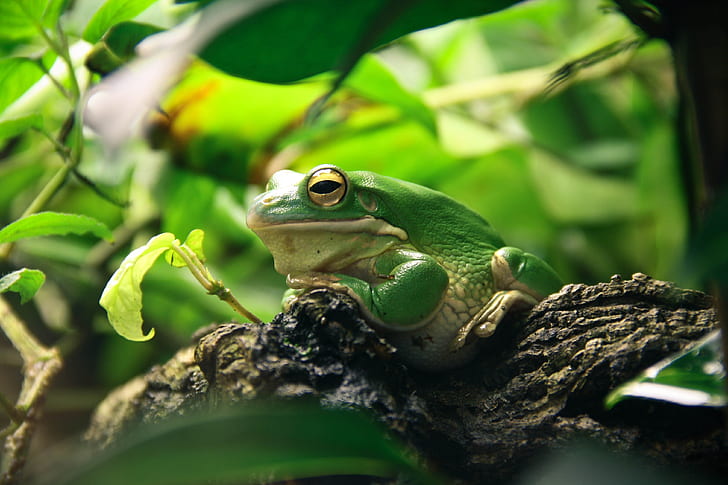 green frog, leaves, amphibian, Animal