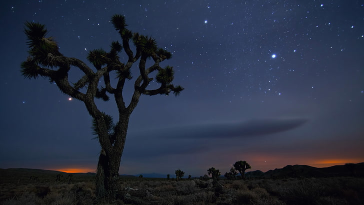 Sand, Tree, Night, Desert, Mexico, CA, USA, Stars, Joshua Tree National Park