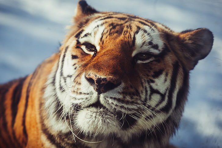The Amur Tiger eyes, wild cat, carnivore, muzzle, HD wallpaper