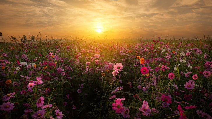 blossom, bloom, wild flowers, flower field, floral, sunset, HD wallpaper
