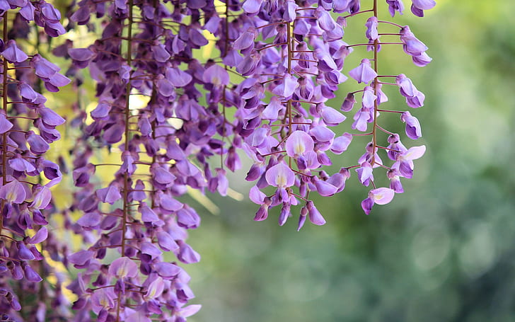 Wisteria, branches, purple flowers macro photography