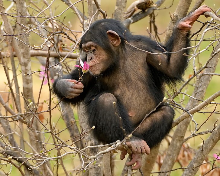 apes, animals, chimpanzees, trees, primate, monkey, animal wildlife, HD wallpaper