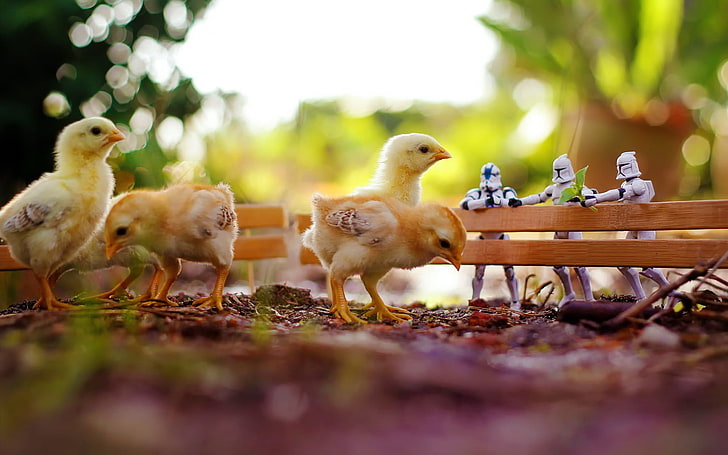 four yellow chicks, animals, chickens, clone trooper, birds, Star Wars, HD wallpaper