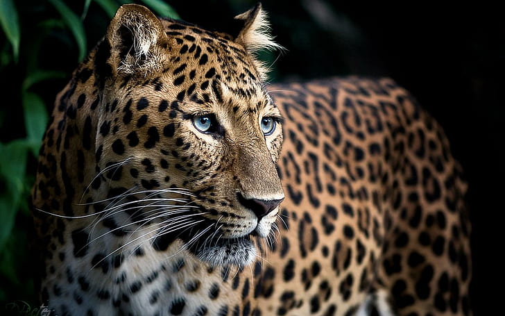Prowess, leopard animal, sleek, powerful, beautiful, animals, HD wallpaper