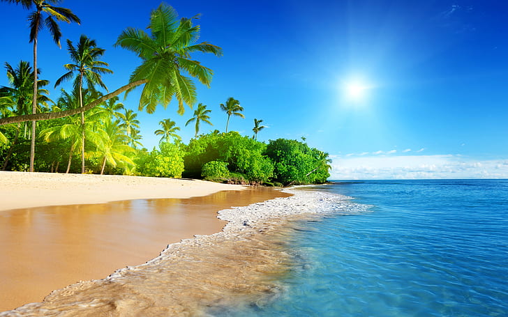 Tropical Palm Tree Beach Ocean Sunlight