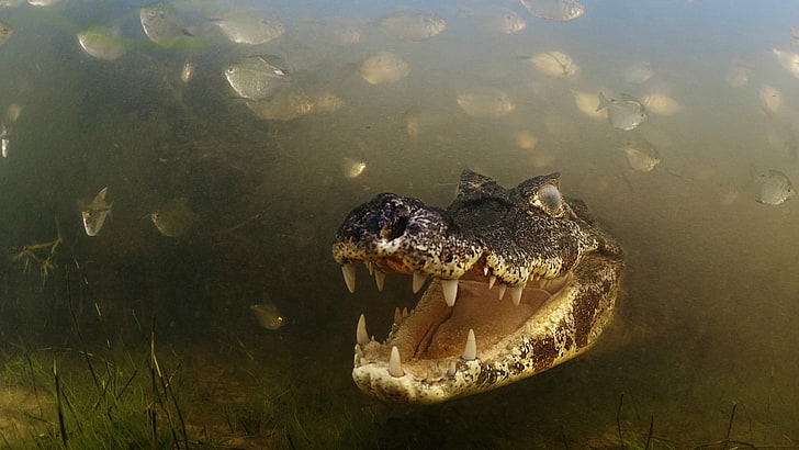 gray and brown crocodile, nature, animals, skin, alligators, crocodiles