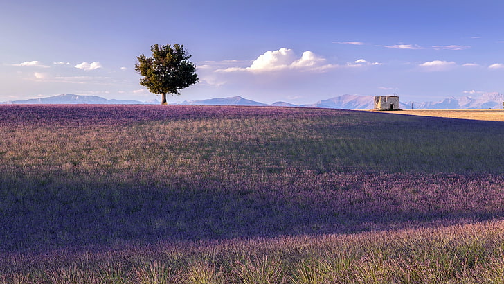 France, Provence, landscape, nature, plant, tree, environment, HD wallpaper