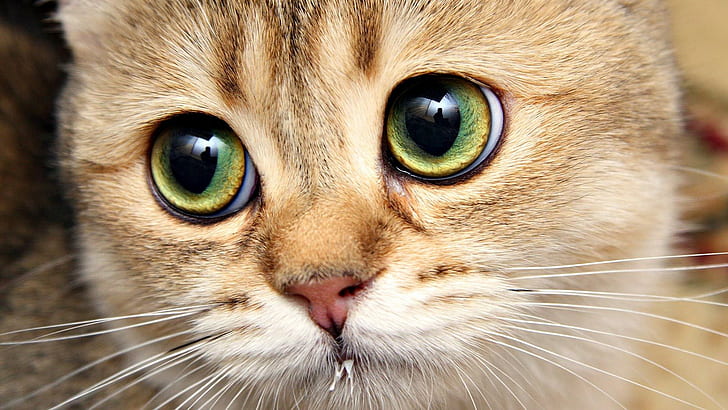 cat, eyes, animals