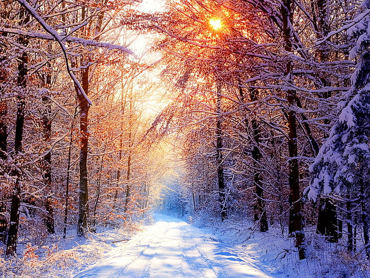 christmas, ice, snow, tree, winter background