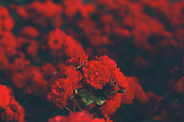red petaled flwoer, red flowers, rose, flowering plant, beauty in nature, HD wallpaper