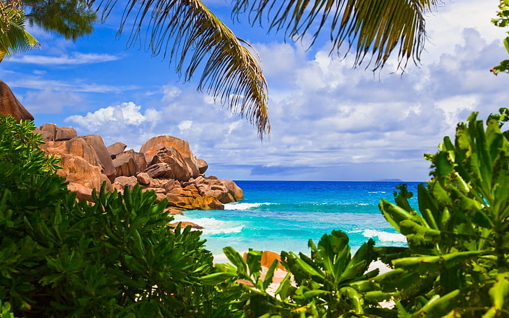green coconut palm tree, beach, palm trees, sea, sky, beauty in nature, HD wallpaper