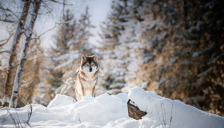 winter, snow, nature, wolf, animals, animal themes, one animal, HD wallpaper