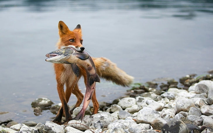 red fox and gray fish, hunter, animals, animal themes, one animal