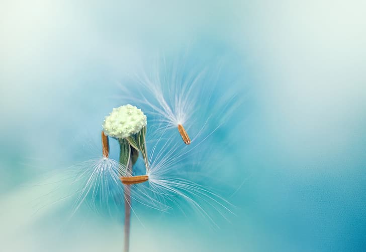 dandelion, feathers, seeds, stem, blue background